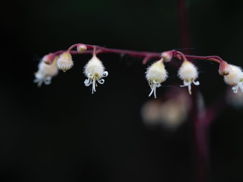 10 Best Varieties of Heuchera in Japan