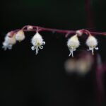 おすすめのヒューケラ(ツボサンゴ)人気10品種ランキング 日本