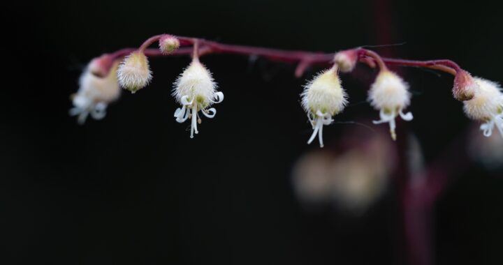 10 Best Varieties of Heuchera in Japan